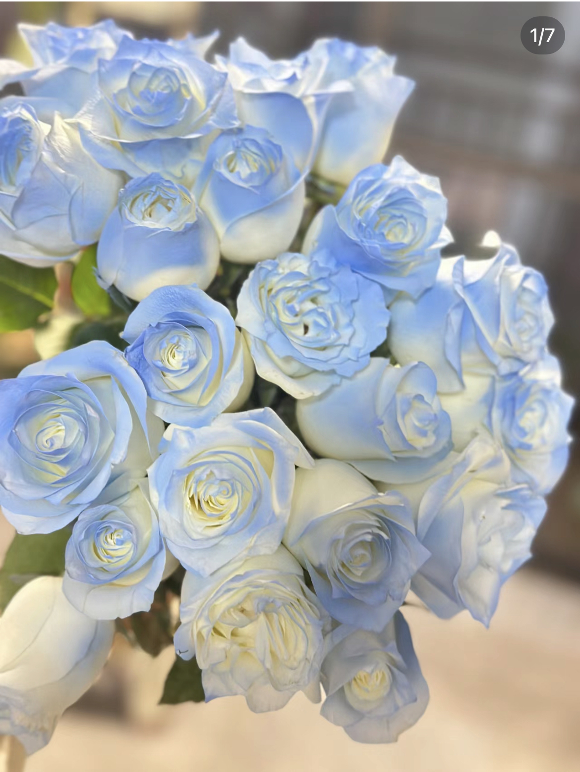 【碎冰蓝】 云南基地直发玫瑰鲜切花花材家庭商务室内花艺插花