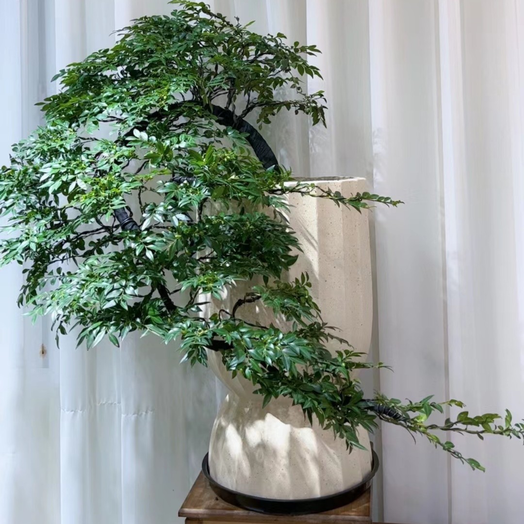 黑骨茶 小叶紫檀老桩捞月造型室内植物好养