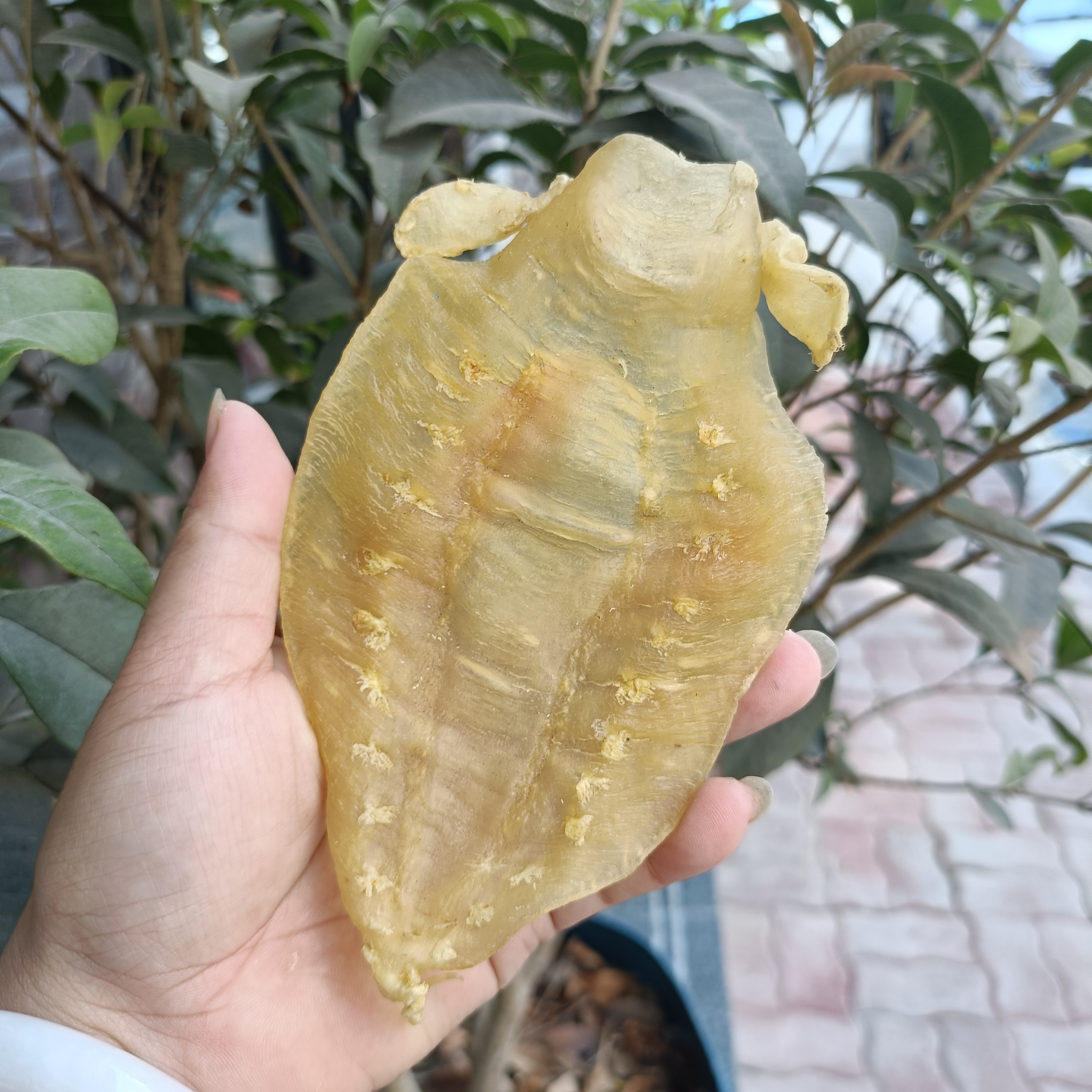 赤嘴公深海干货高品质花胶直播间称重