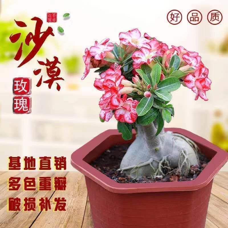 沙漠玫瑰盆栽花卉绿植室内好养护花卉绿植