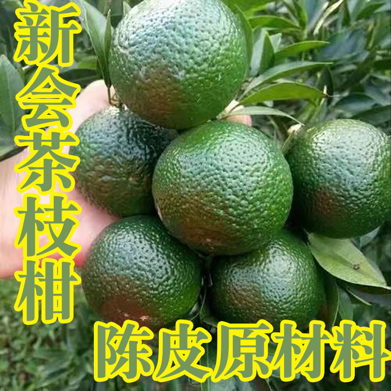 2025年正宗新会柑茶坑新鲜大青柑鲜果圈枝大青皮新会茶枝柑鲜果