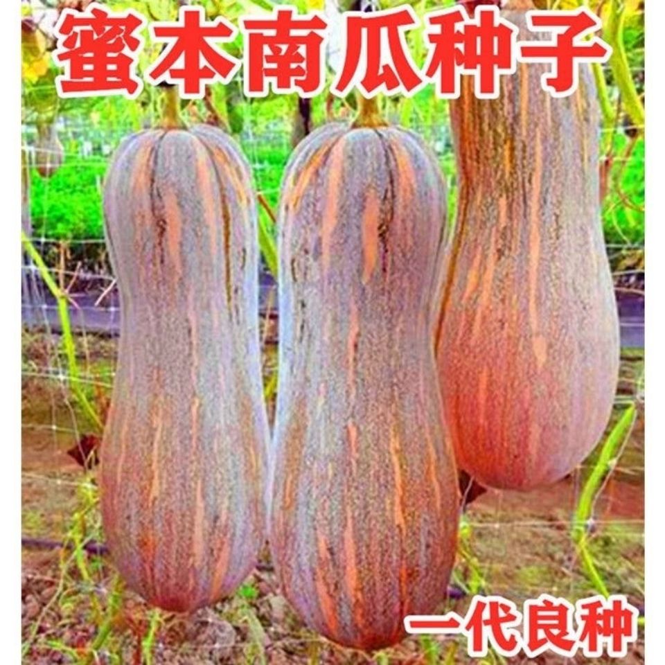 四季播种蜜本南瓜种子超甜粉面密本南瓜种子甜面南瓜种籽早熟高产