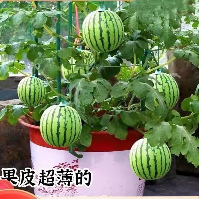 麒麟蜜罐小西瓜种子无籽小西瓜四季种植阳台庭院盆栽水果种子