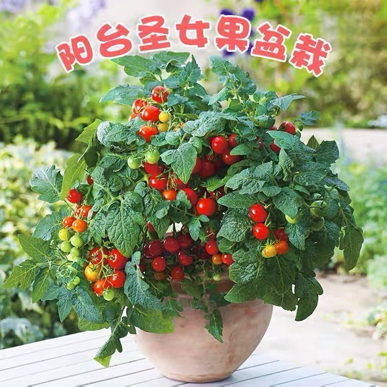 矮生盆栽番茄种子室内四季阳台种植西红柿樱桃圣女果水果小番茄种