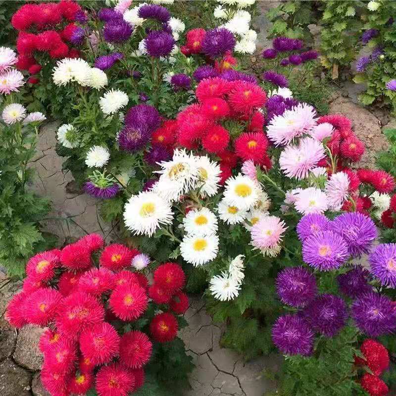 【四季种植矮杆翠菊】重瓣菊花种子阳台庭院盆栽易活花草花卉种子