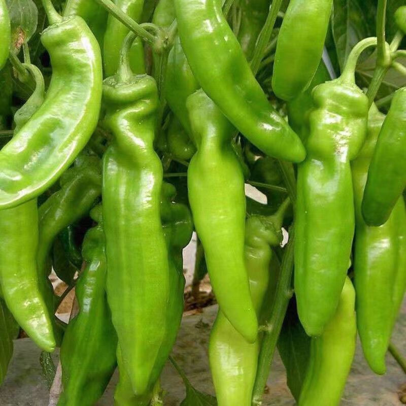 牛角椒种子高产特大大果羊角青椒尖椒辣椒种籽微辣春季秋季蔬菜籽