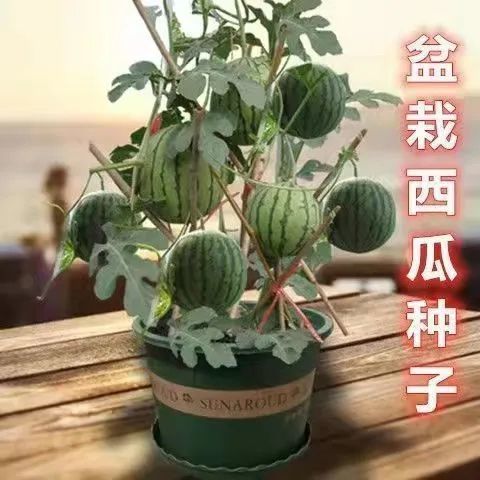 甜麒麟蜜罐小西瓜种子无籽小西瓜四季种植阳台庭院盆栽水果种子