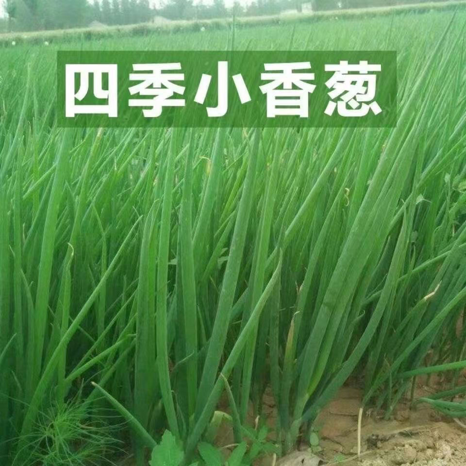 小香葱籽四季种小香葱种子阳台室内盆栽葱种子家庭蔬菜种子庭院