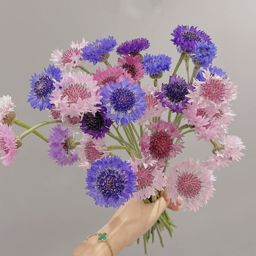 矢车菊种子四季播花籽耐寒蓝芙蓉种孑庭院室外花种籽花种子多年生