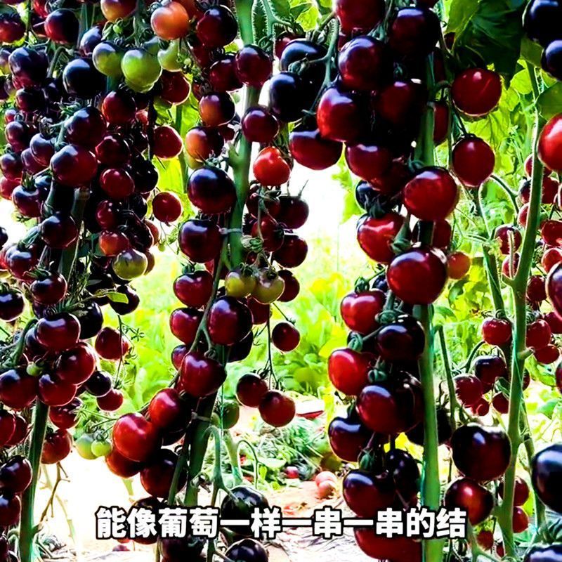 糖水黑番茄种子黑西红柿种苗种籽小番茄耐热耐寒阳台盆栽蔬菜种孑