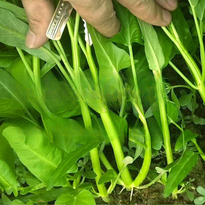 三叉空心菜种子春夏秋季福州通菜种子蕹菜籽四季阳台盆栽农家新鲜