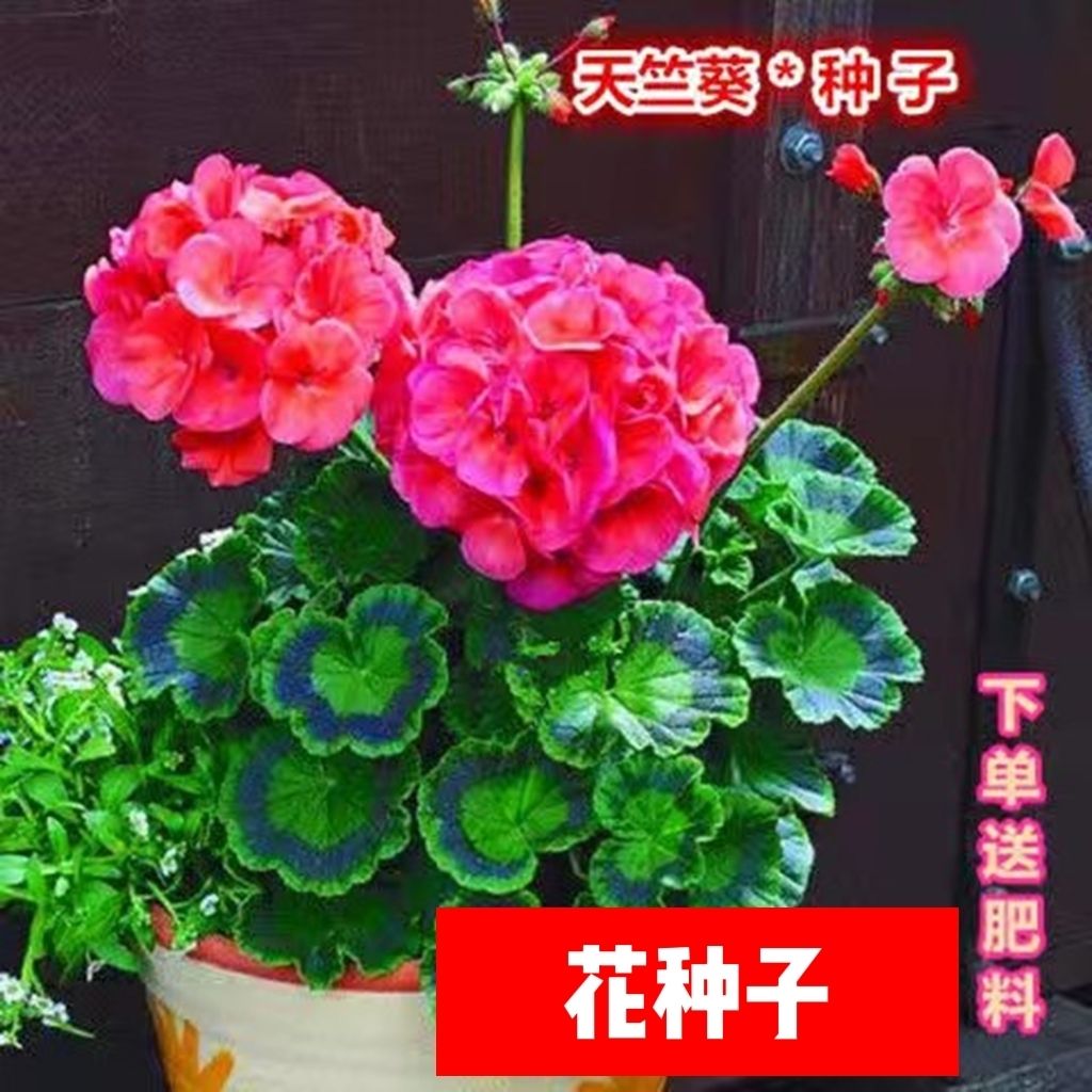 天竺葵花种子波斯菊仙客来花种子四季开花春季阳台庭院室内盆栽