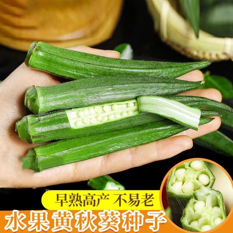 【秋葵种子】绿秋葵种籽四季播高产黄秋葵籽农家阳台庭院蔬菜种子