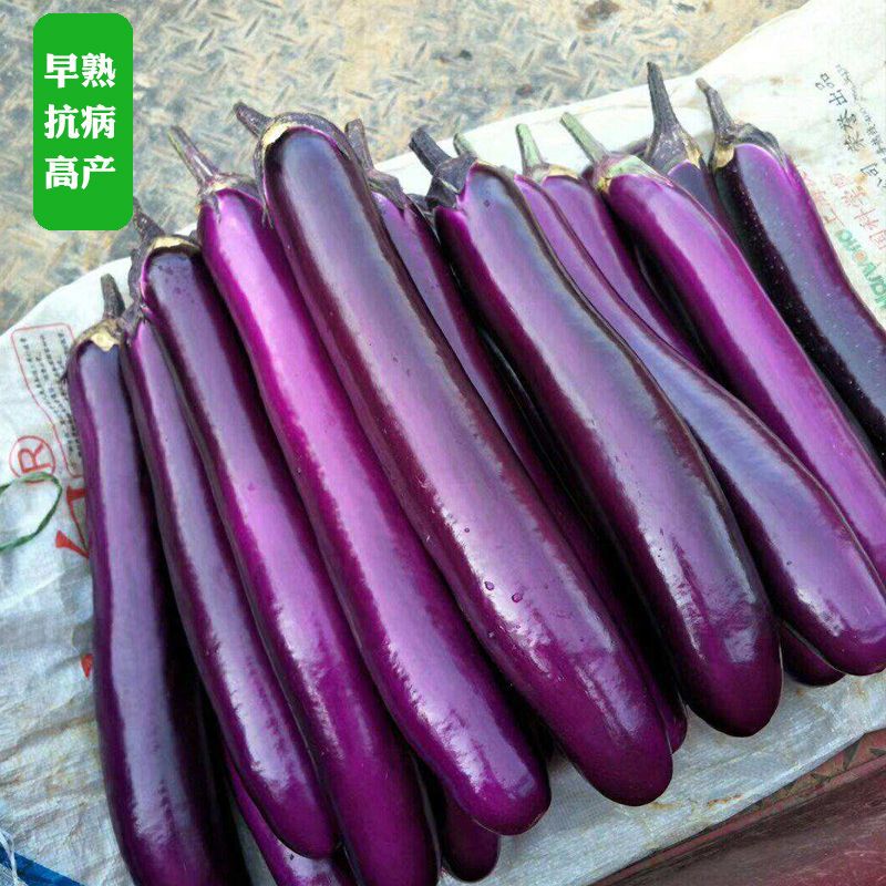 茄子种子紫红长茄种籽茄子紫色皮高产四季播紫红茄王蔬菜种籽