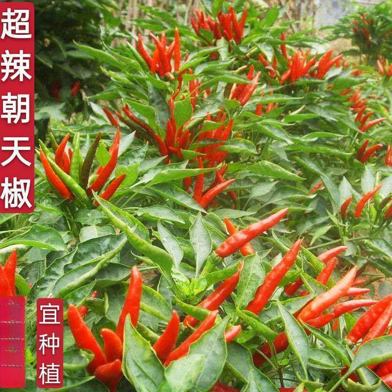 朝天椒种子高产超辣小米辣椒种子四季种植泰椒种籽盆栽庭院蔬菜种