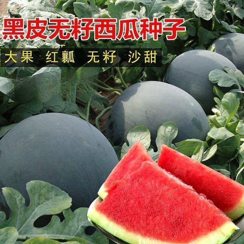 无籽西瓜种子黑皮高产薄皮红心特大西瓜种籽蔬菜水果种孑四季