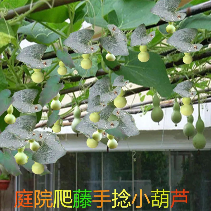 手捻葫芦种子特小种籽把玩小葫芦种籽春季四季特色蔬菜种子