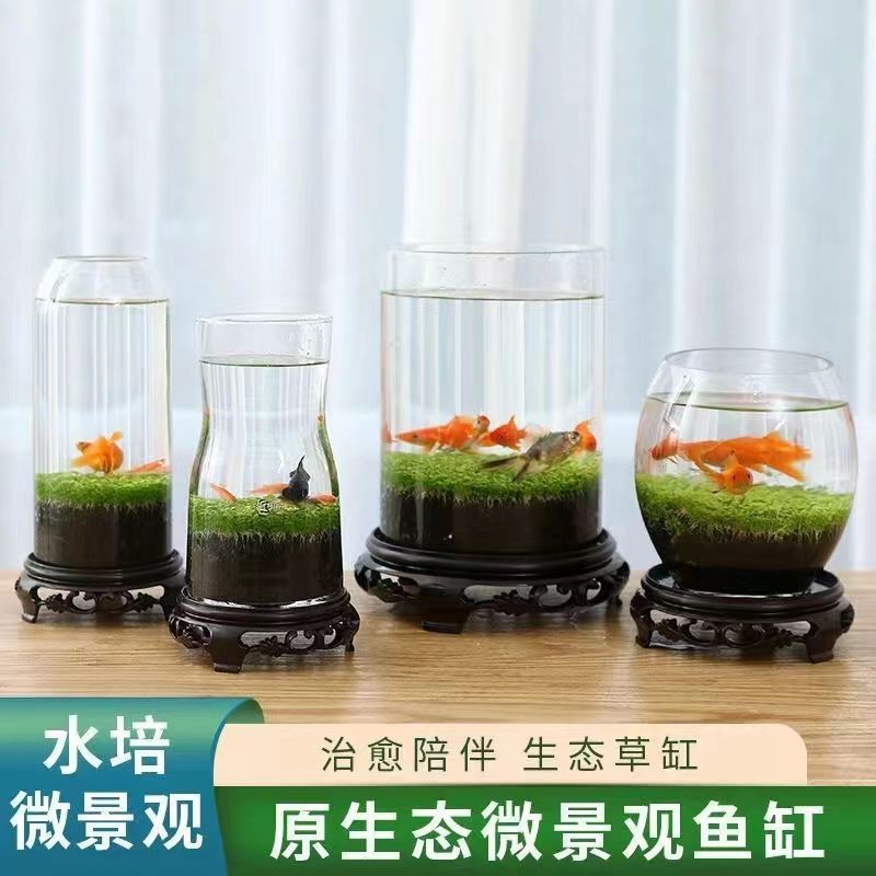 鱼缸水草种子微景观增氧创意桌面盆栽水培植物专用水造景对叶