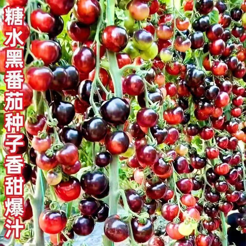 糖水黑番茄种子黑西红柿种苗种籽小番茄耐热耐寒阳台盆栽蔬菜种孑