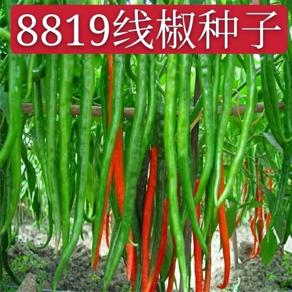 8819线椒种子香辣干辣椒皱皮红辣椒高产线椒农家大田蔬菜种籽