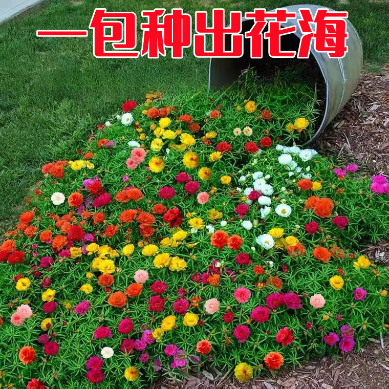 重瓣太阳花种子易活室外庭院花园网红花籽耐热