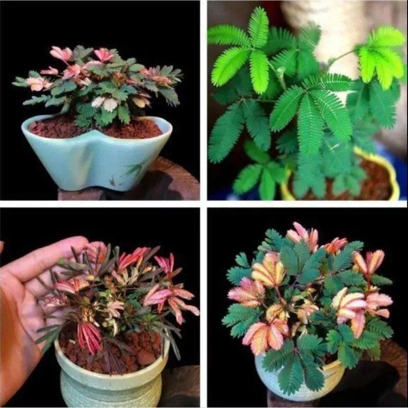 彩叶含羞草花种子四季易活奇趣植物害羞草室内外阳台盆栽植物花籽