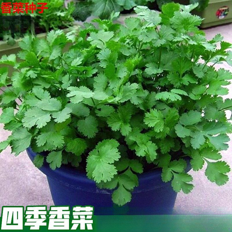 四季小香菜种子阳台室内花卉盆栽庭院蔬菜种子四季种植香菜籽种子