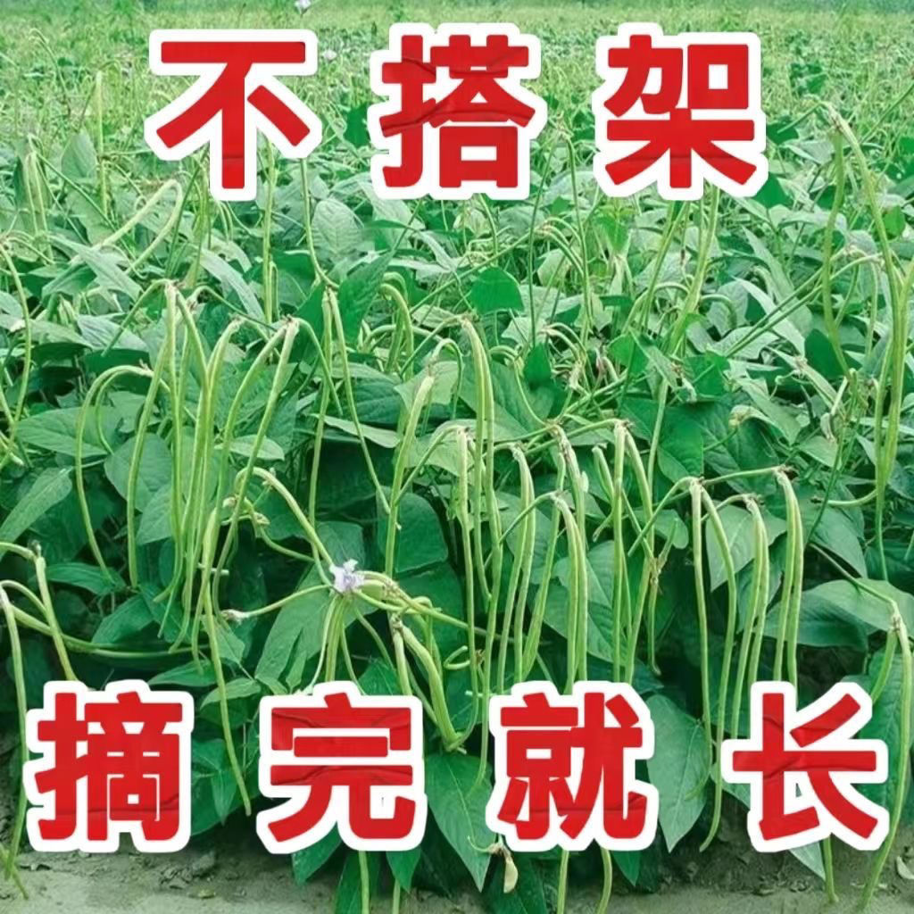 摘不完无架长豆角种子满地不用搭架子长豆角蔬菜种四季播种庭院