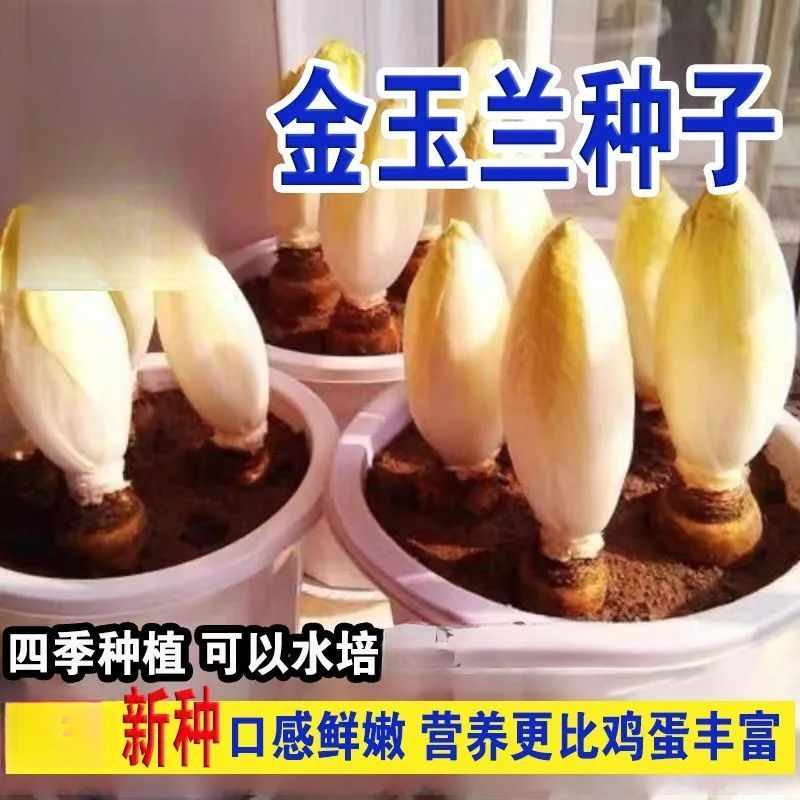 金玉兰菜种子一年四季多年生软化菊苣种子籽阳台盆栽白玉兰菜种籽