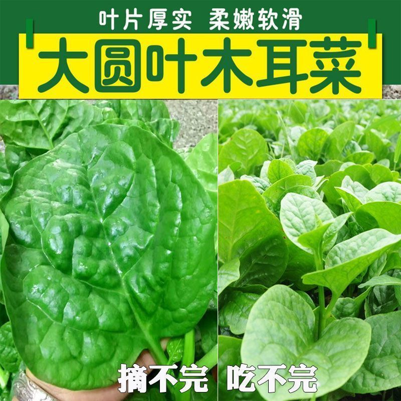 大叶木耳菜种子高钙肉厚夏天耐高温四季室外阳台盆栽农田蔬菜庭院