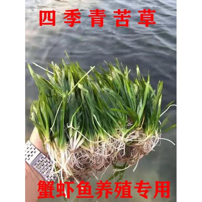 水草植物苦草四季常青短叶鱼缸矮生耐寒耐高温养殖鱼虾蟹净化真草