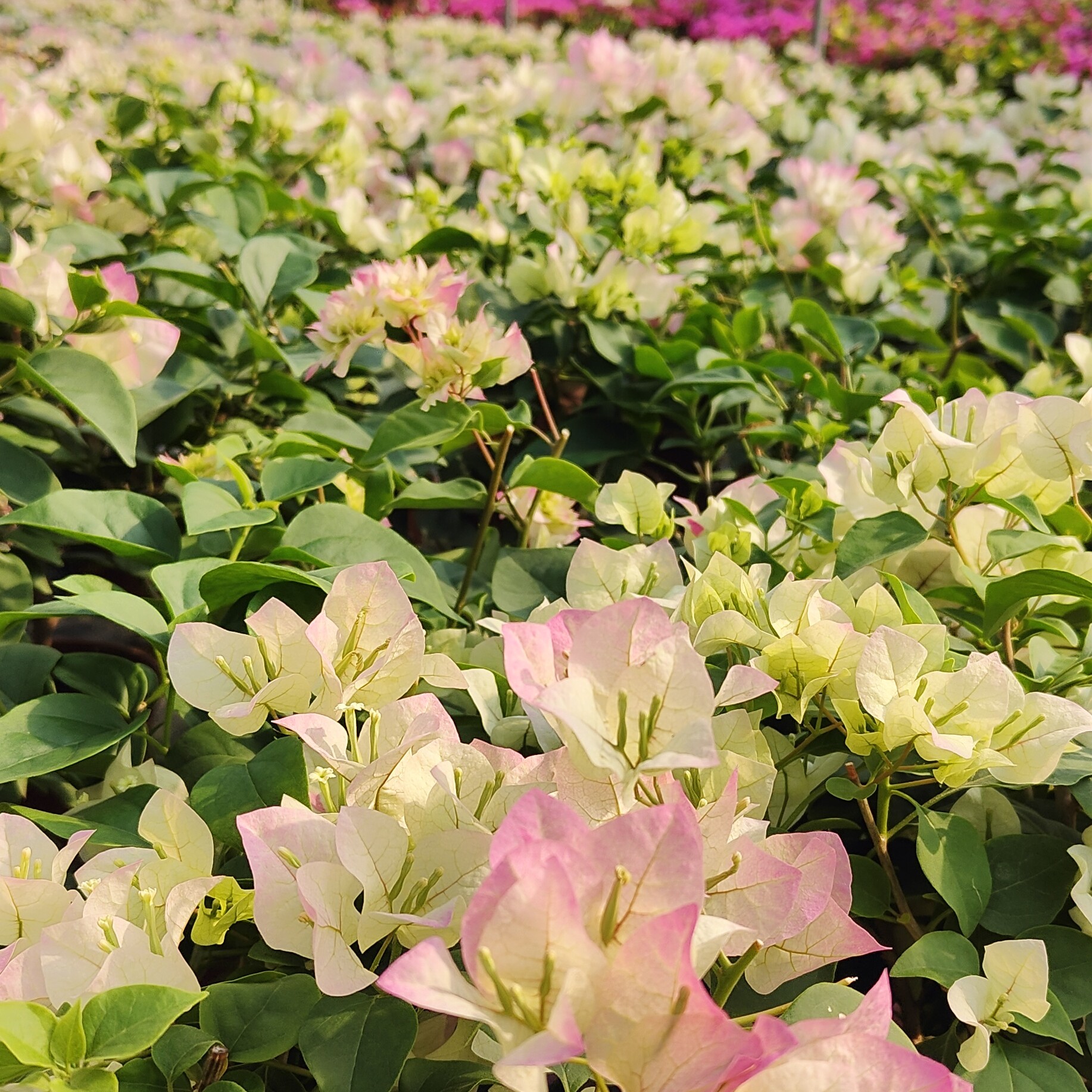 002三角梅一物一拍基地带花带土发货