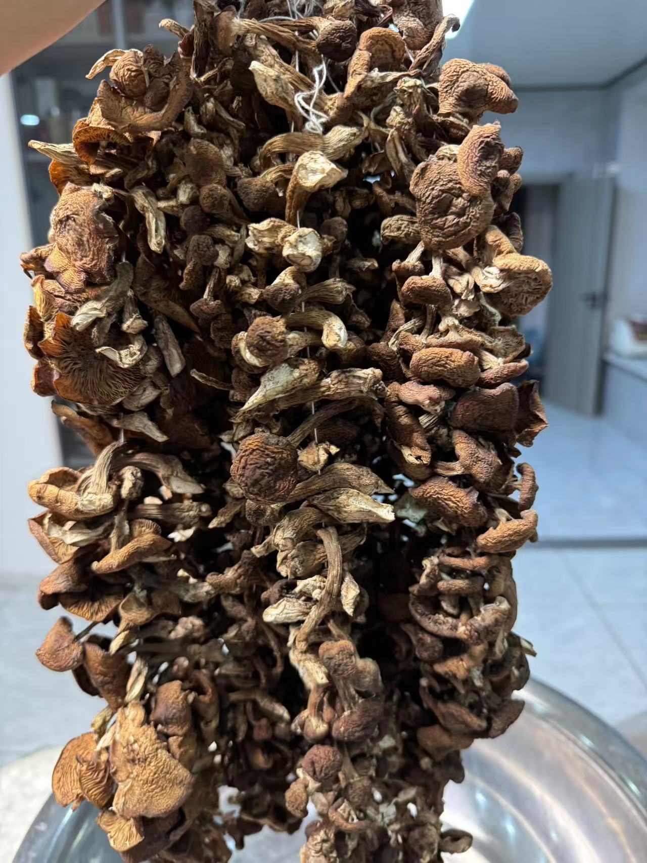 2025野生榛蘑 串蘑菇