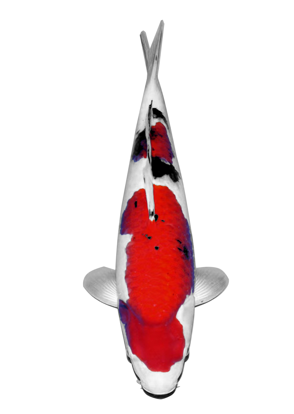 红白大正昭和绯写锦鲤观赏鱼（图片仅供参考）