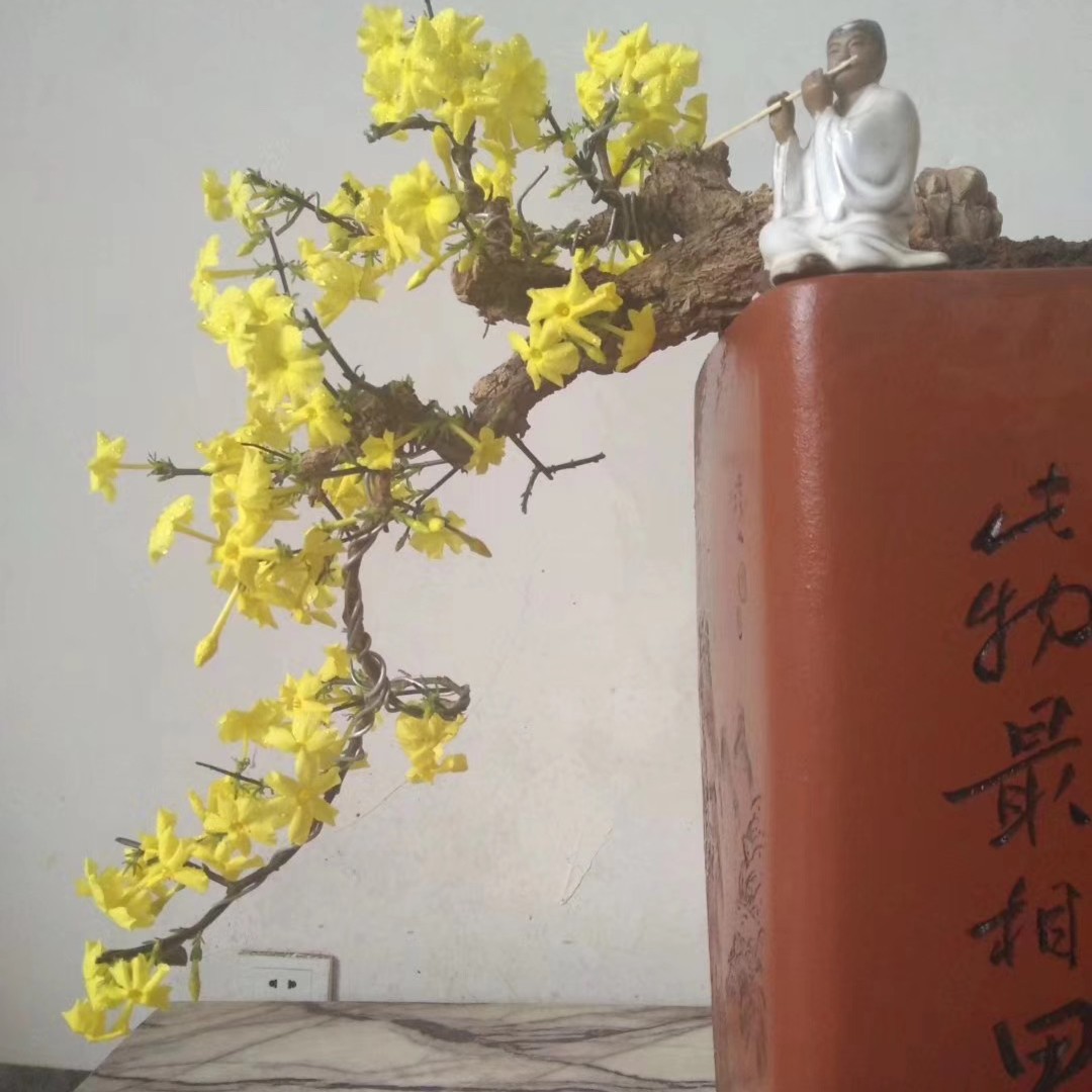 九寨爆皮迎春花  甘肃小叶迎春花  