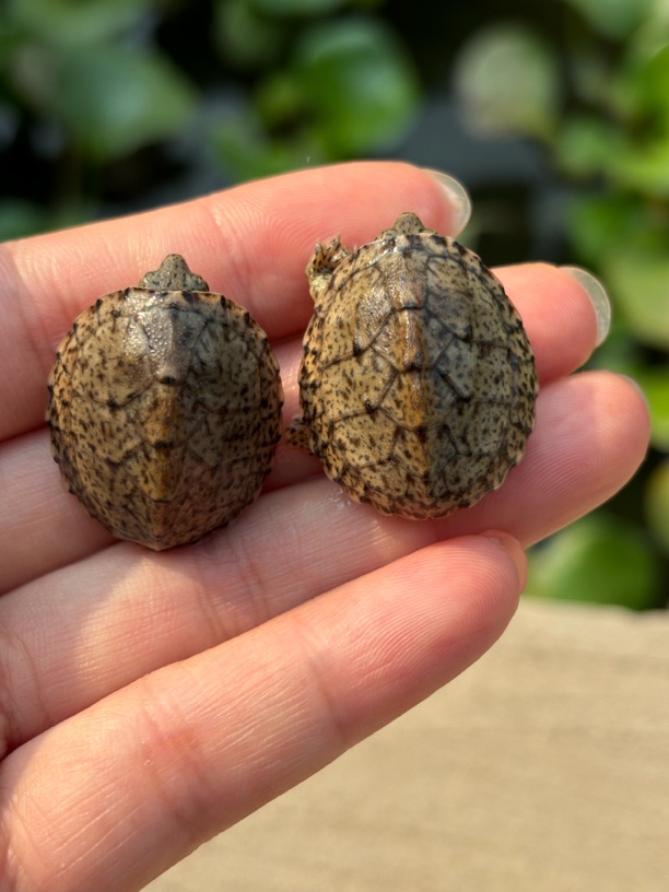 小颖水产养殖  麝香剃刀果核头盔网红龟