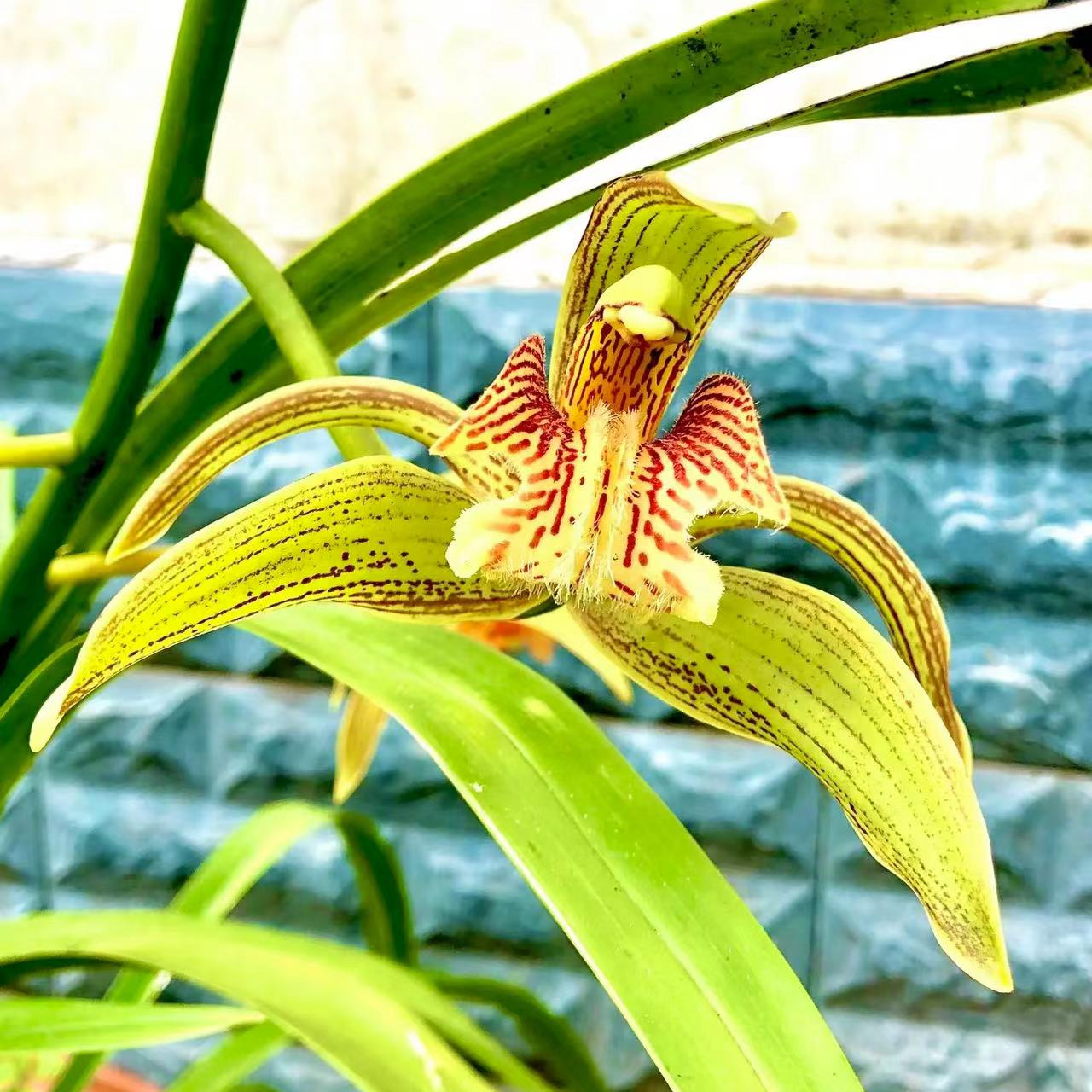 云南虎头兰花盆景兰花开花好看一物一拍