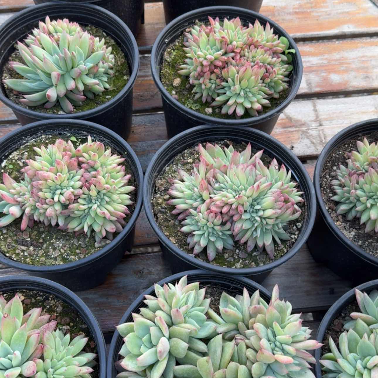 【闪购商品】原卡缀化