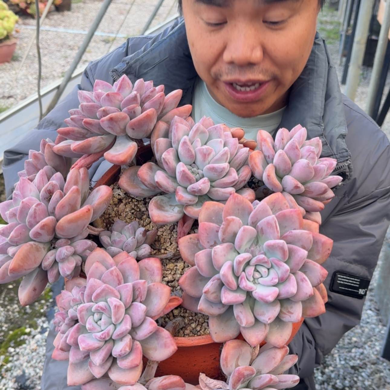【闪购商品】奥普林娜老桩