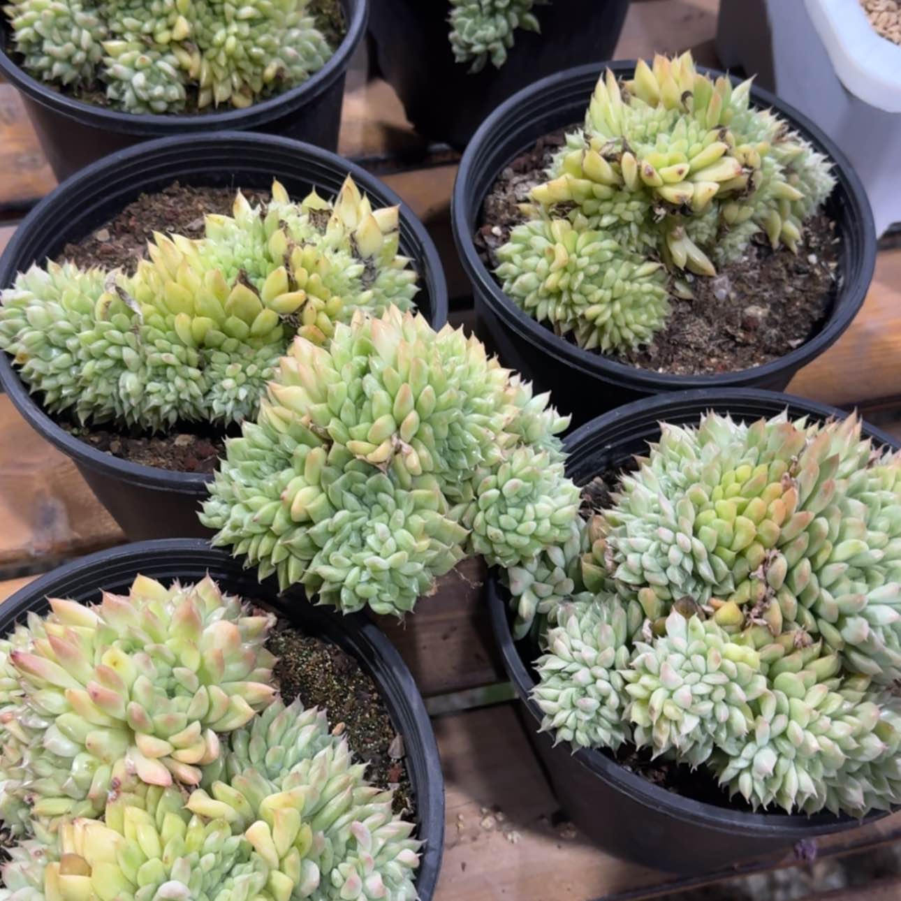 【闪购商品】麦秆缀化