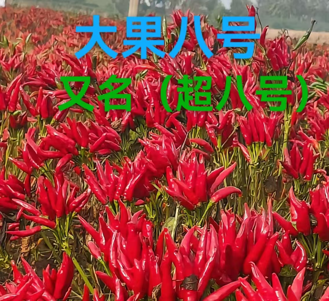 买十送一大果八号（又名超八号）送叶面肥