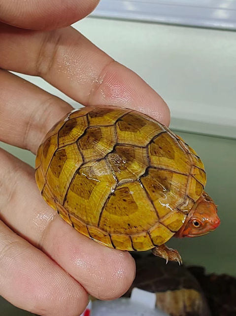红面龟蛋龟苗红脸蛋龟观赏深水龟，龟是一物一拍，私自下单发龟料