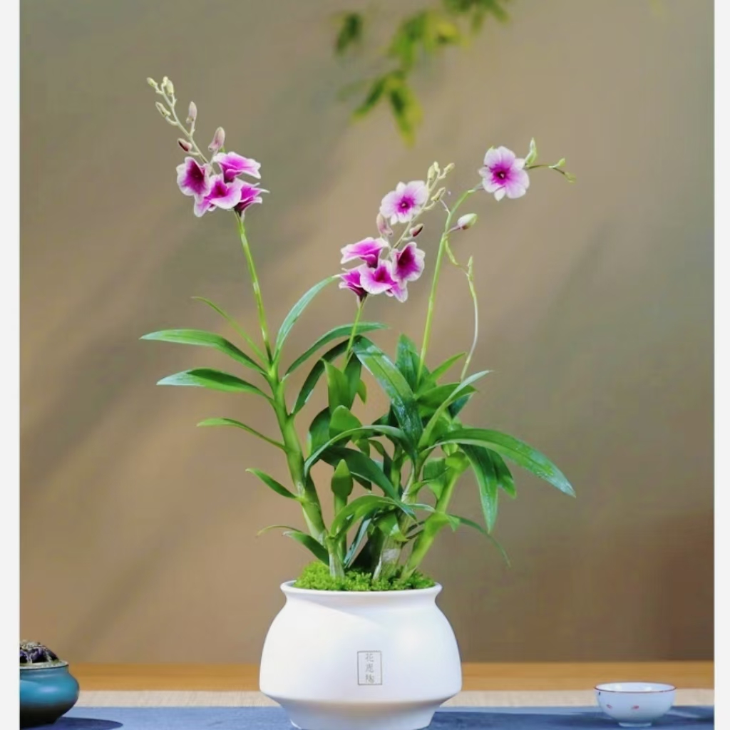 【2支花剑起】粉黛石斛兰盆栽绿植室内阳台花卉易养兰花植物