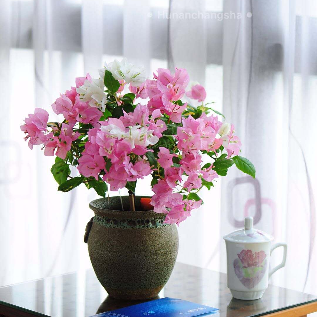 【金心橙白】三角梅原生袋苗勤花爬藤垂吊