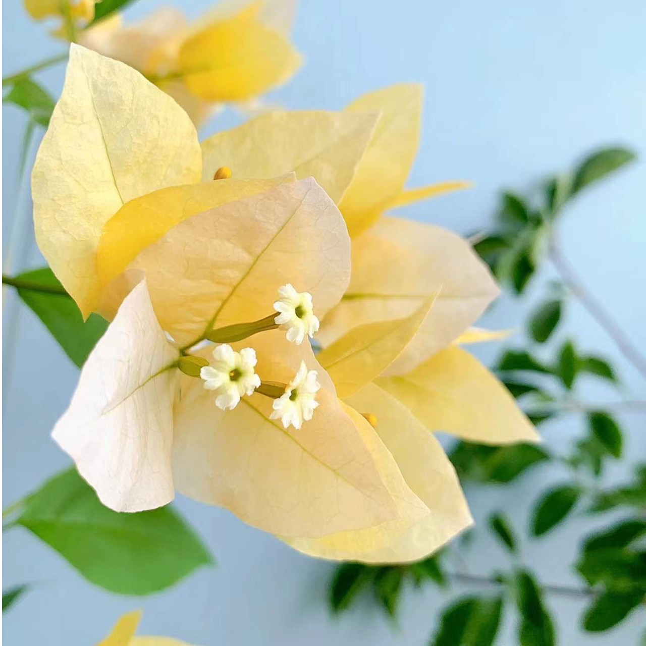 【苏瓦娜】三角梅原生袋苗包对版