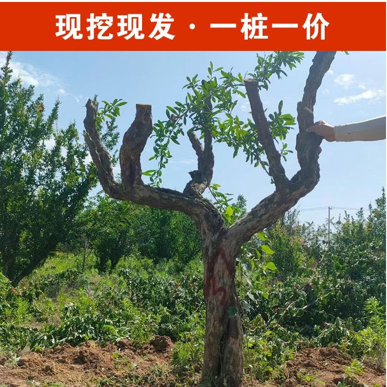 绿植盆栽老桩盆景