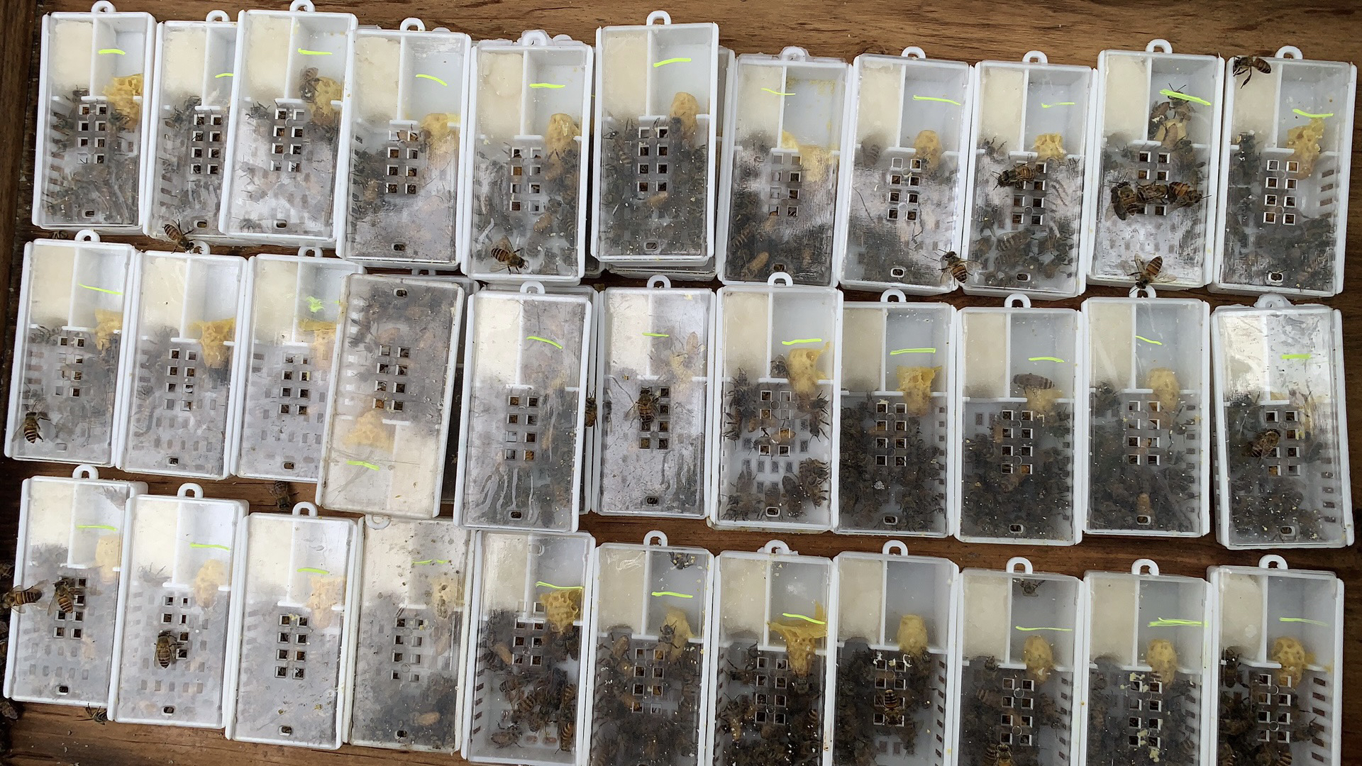 华南中蜂强群高产王蜂种王适应能力强能带强群蜂王出售