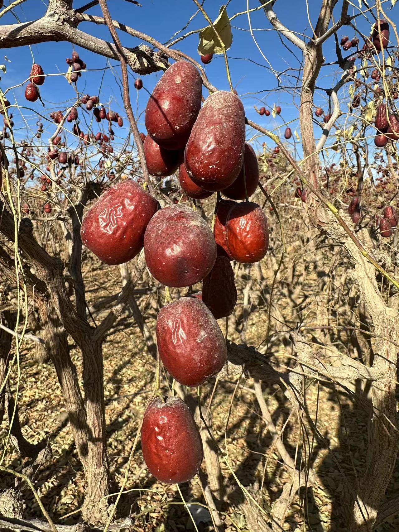 新疆和田大枣2斤5斤原生态自然吊干产地包邮