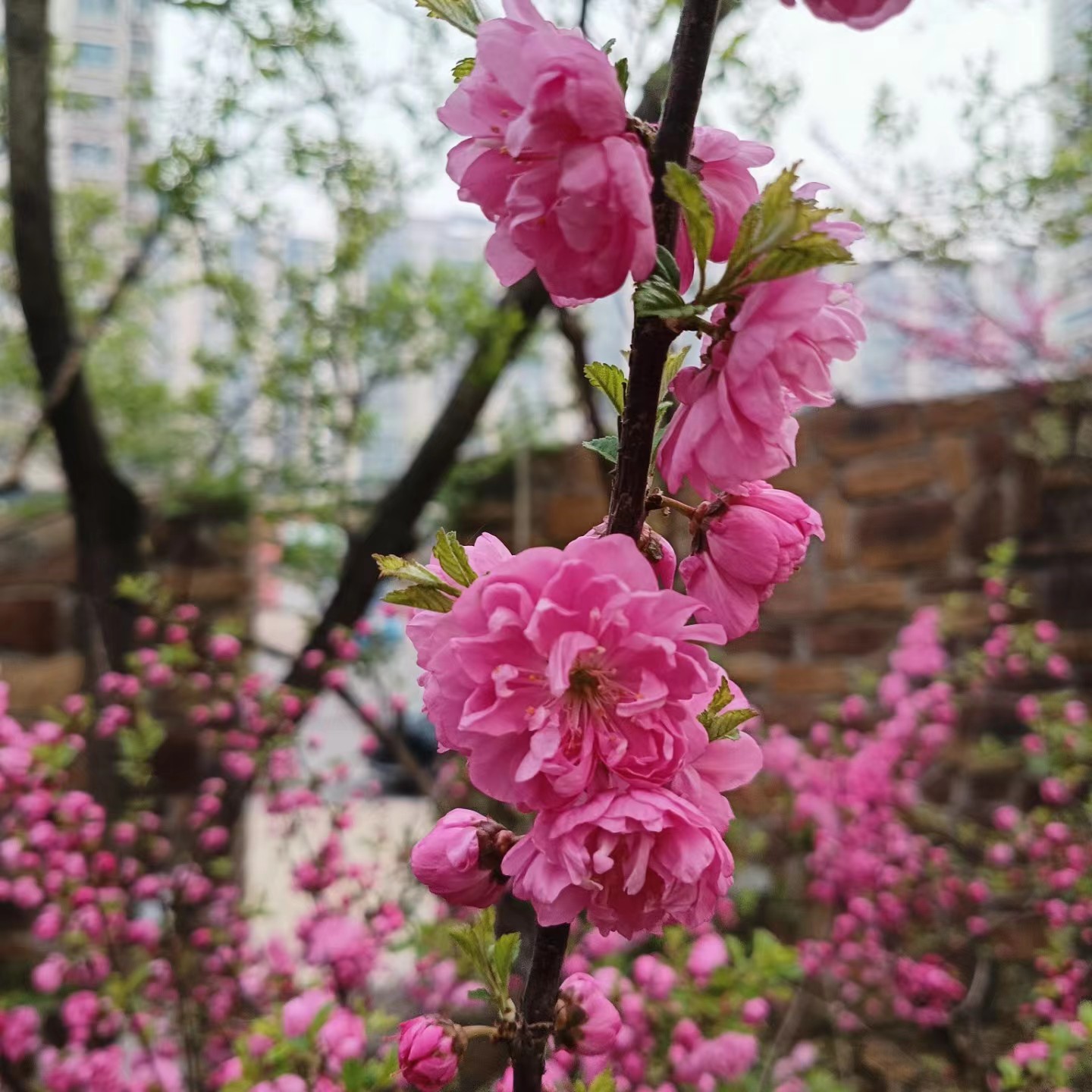 【重瓣榆叶梅】重瓣花 早春花 花期2左右耐寒35度 庭院花卉植物