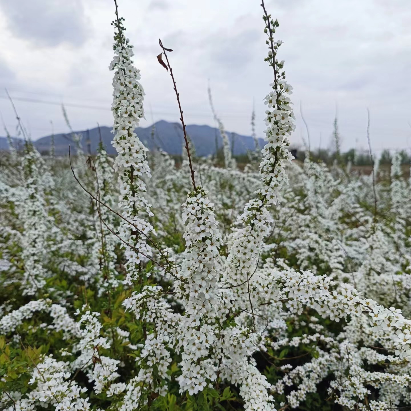 珍珠绣线菊喷雪雪柳庭院植物花量大白色花花期室内20天易养活